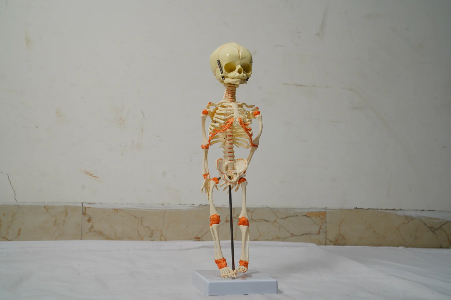Fetus Skeleton Model thumbnail 4