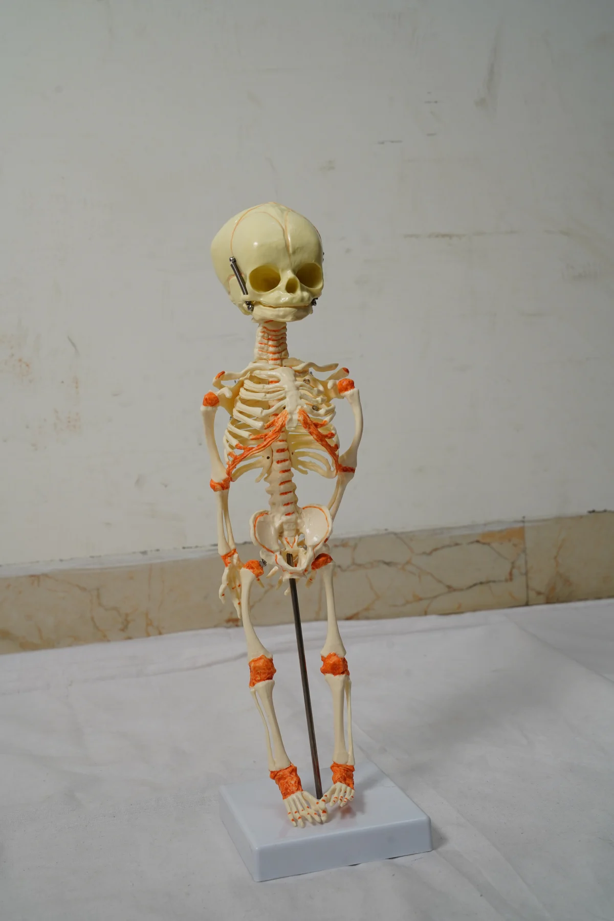 Fetus Skeleton Model thumbnail 6