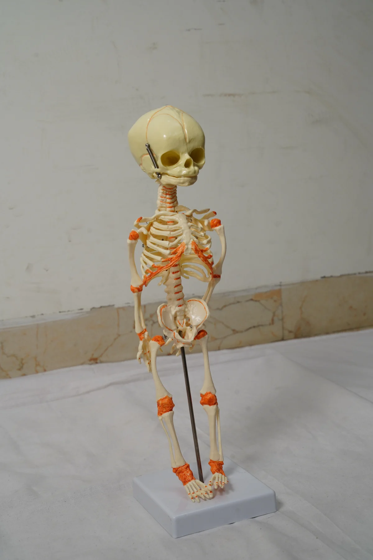 Fetus Skeleton Model
