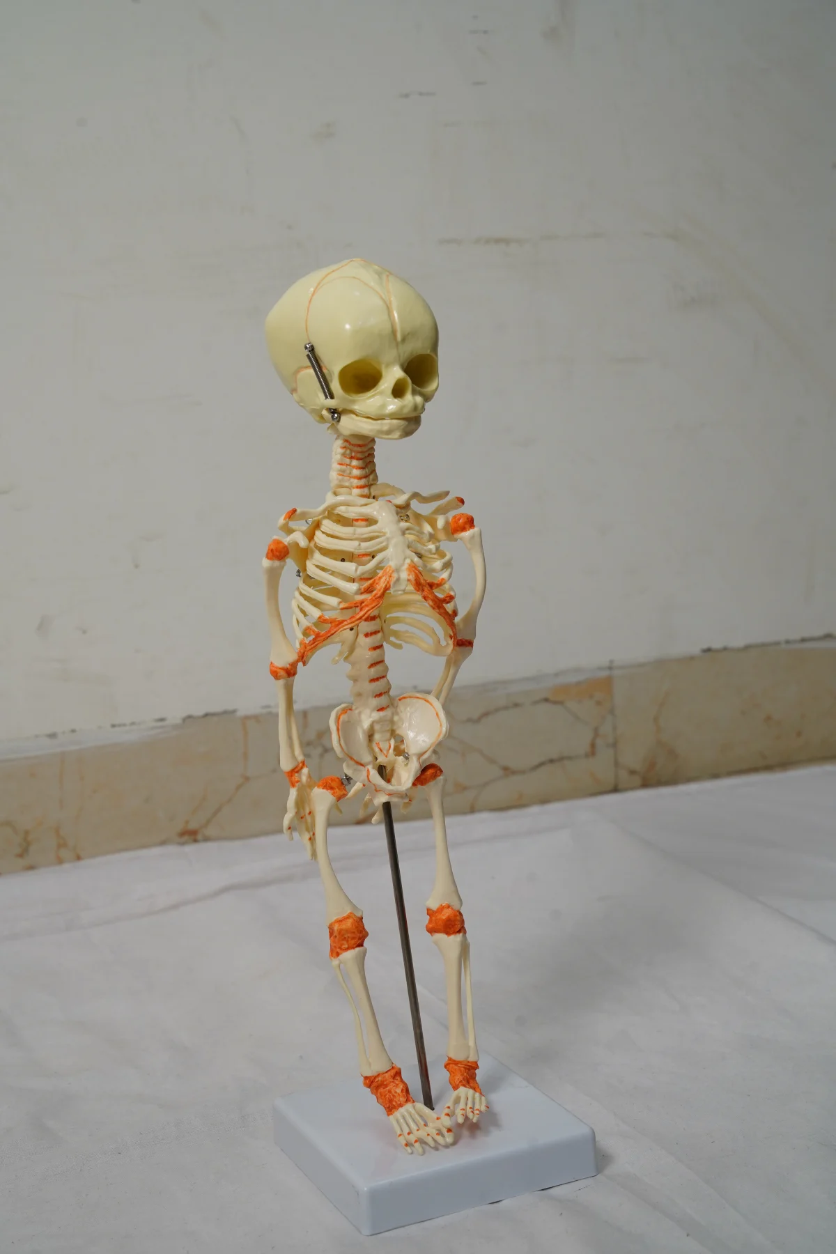 Fetus Skeleton Model thumbnail 2