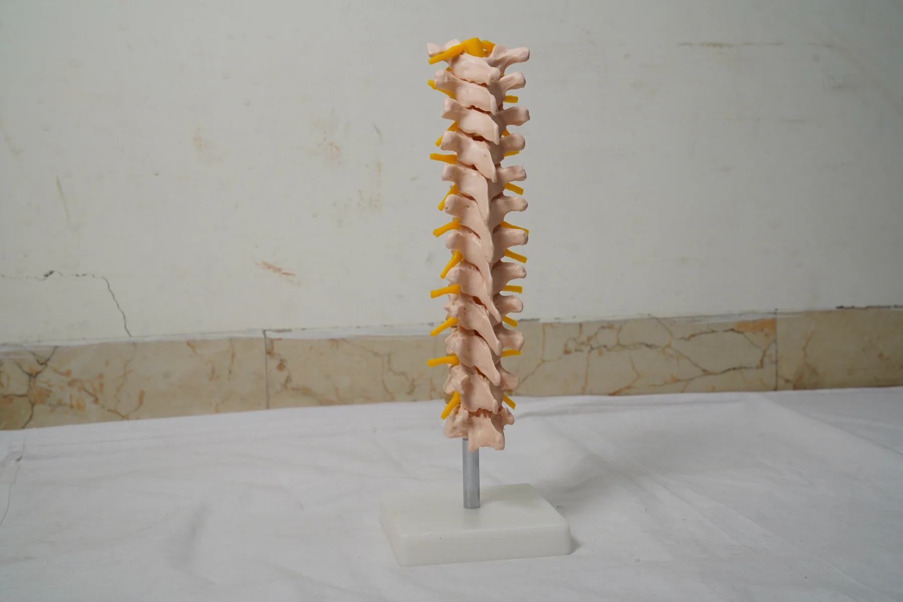 Thoracic Spinal Column thumbnail 3