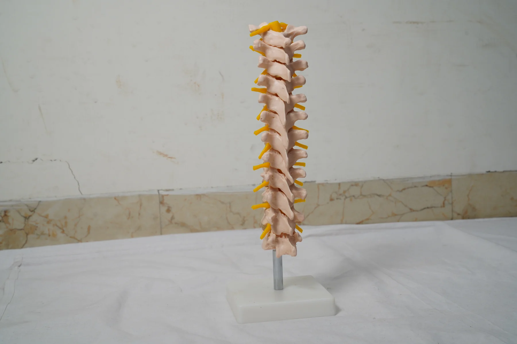 Thoracic Spinal Column thumbnail 4