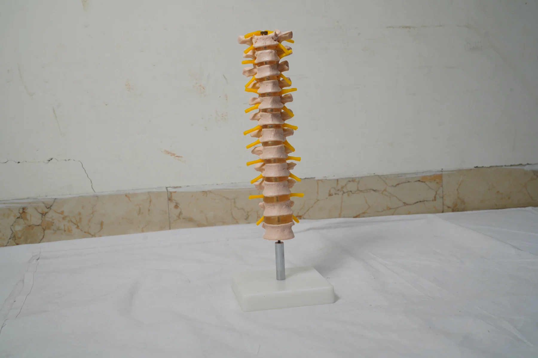Thoracic Spinal Column