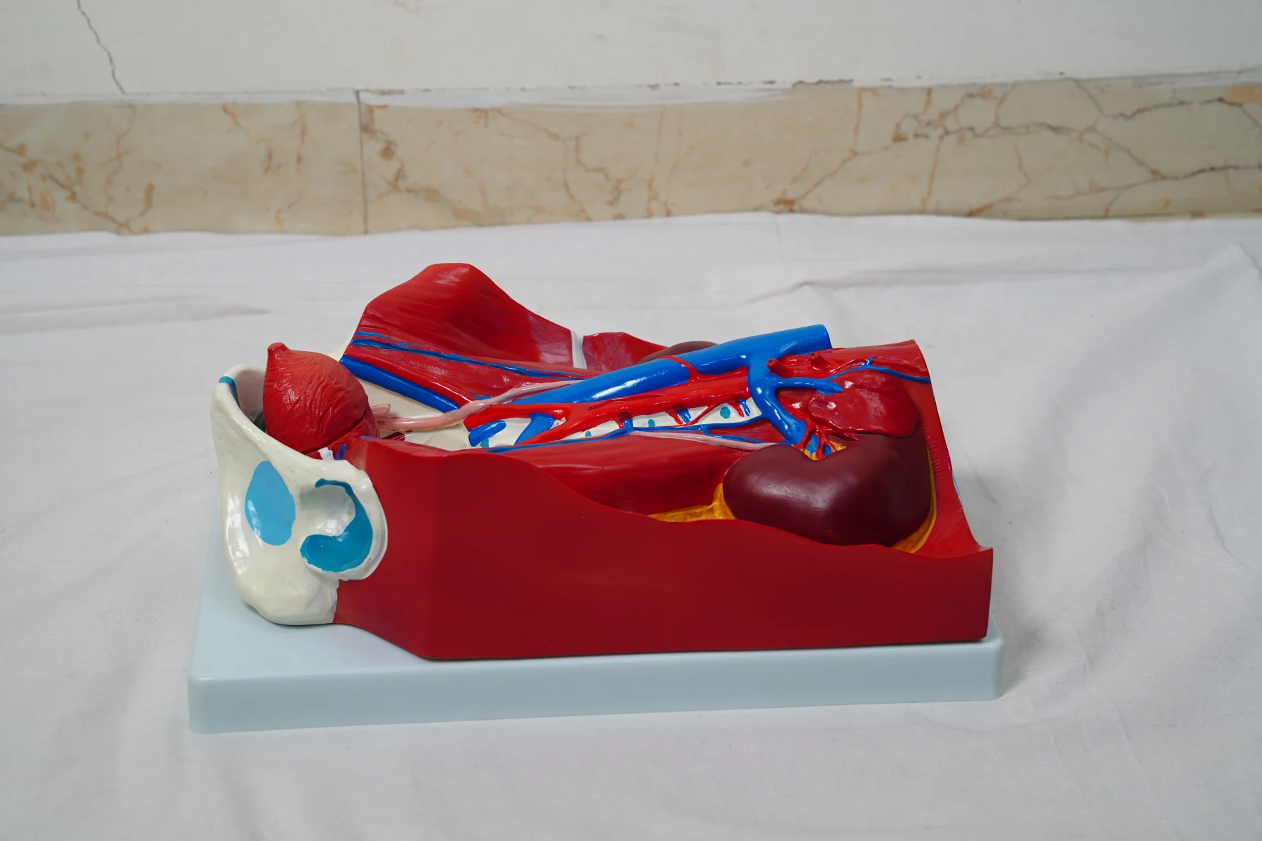 Urinary System Model thumbnail 3