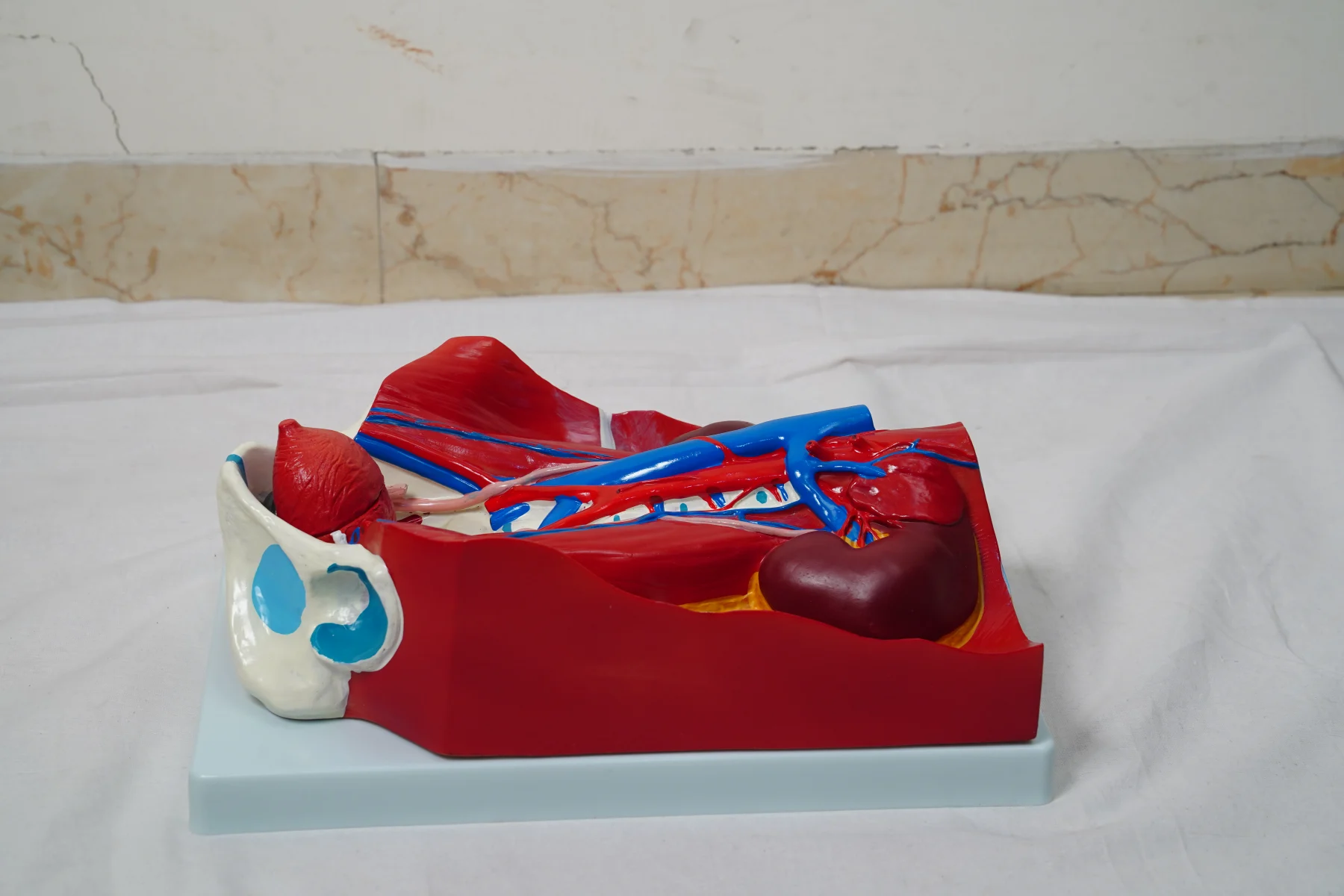 Urinary System Model thumbnail 4