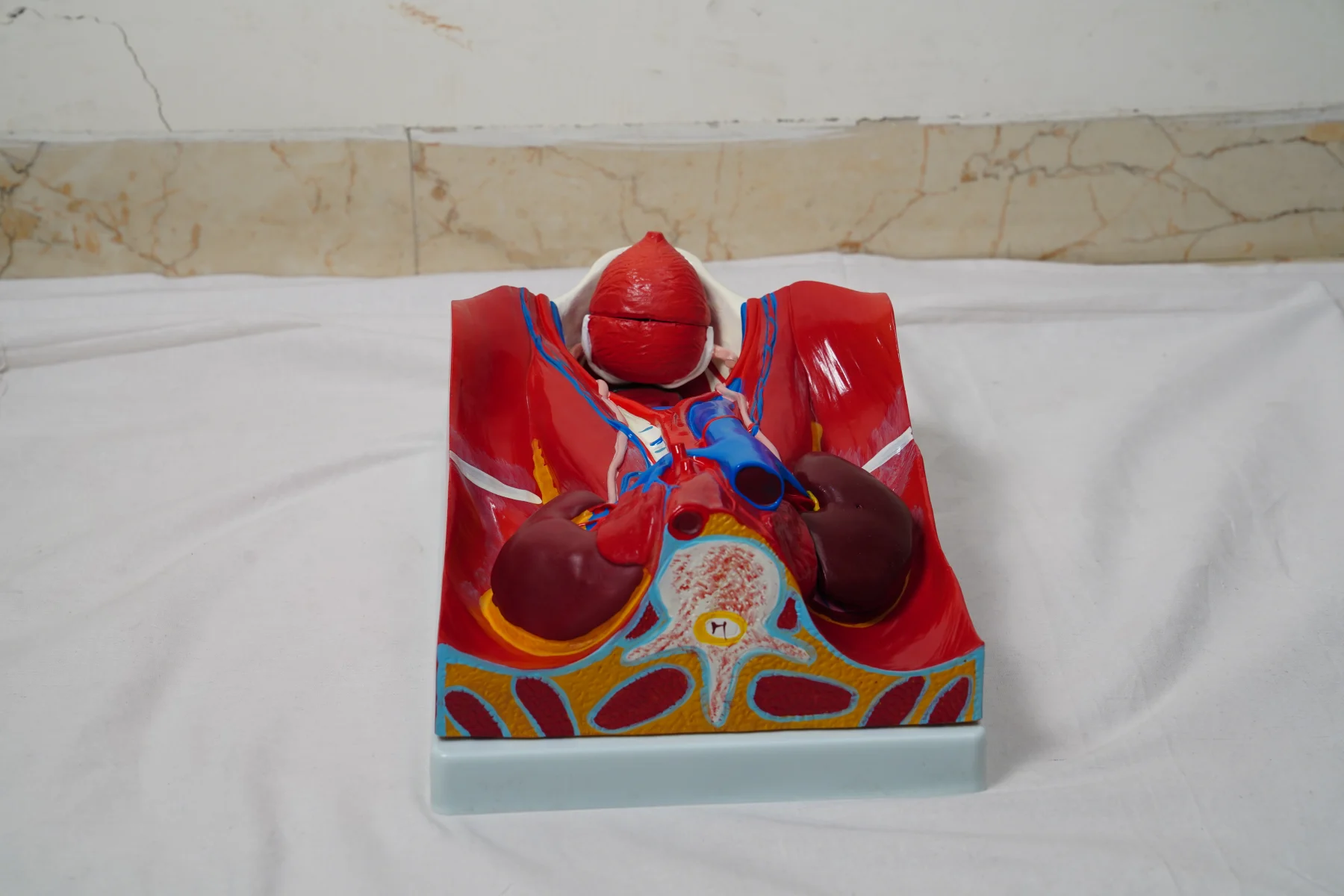 Urinary System Model thumbnail 5