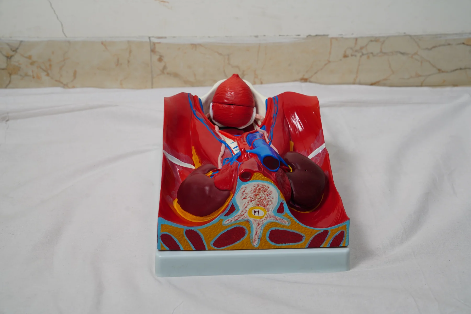 Urinary System Model thumbnail 6