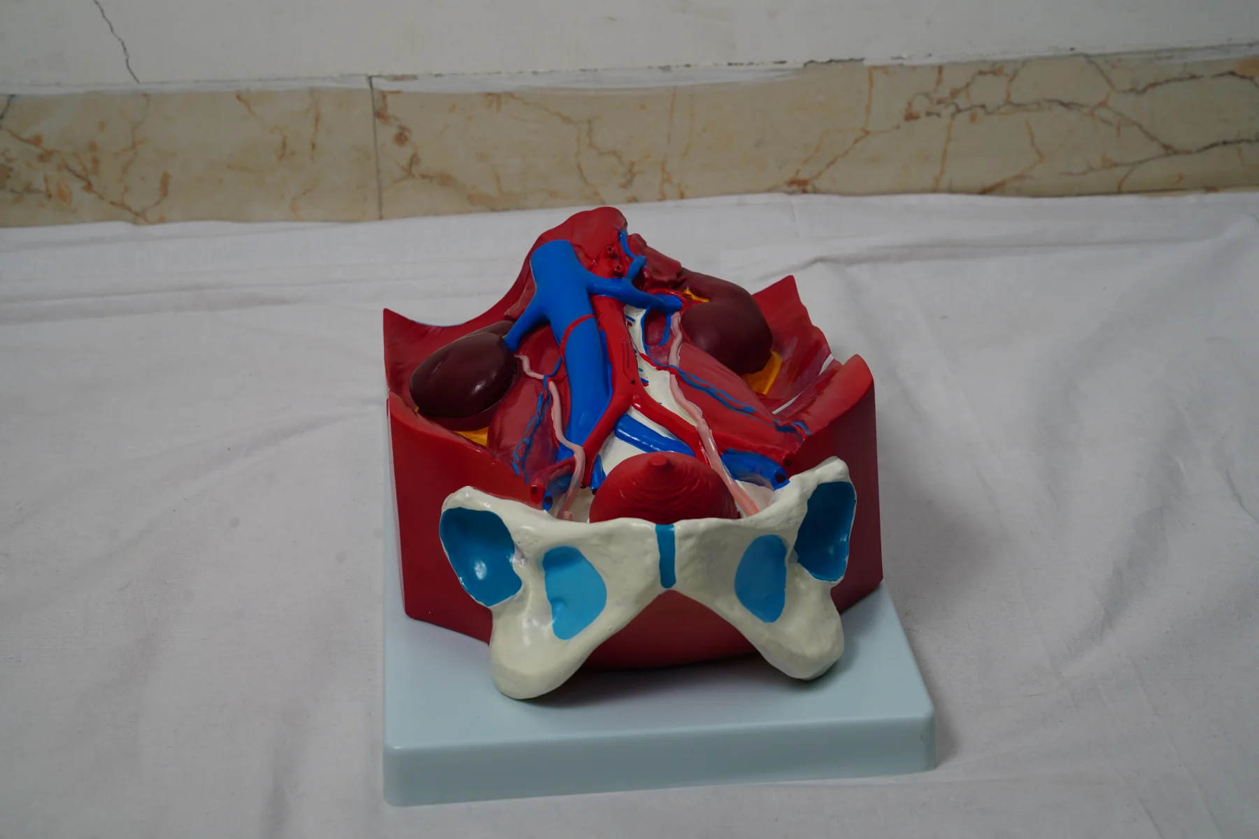 Urinary System Model
