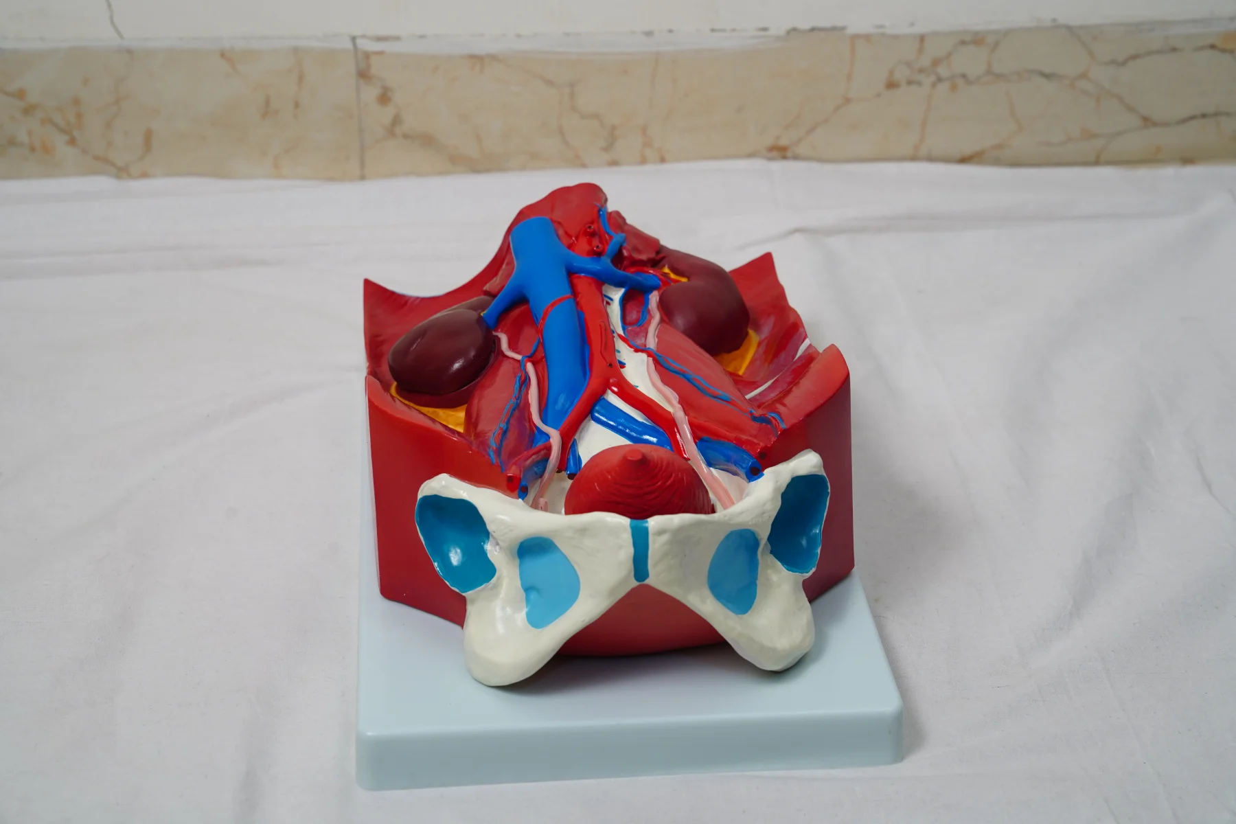 Urinary System Model thumbnail 2